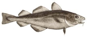 COD logo
